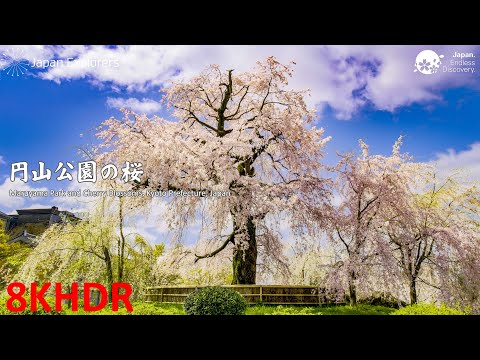 円山公園の桜 Maruyama Park Cherry Blossoms [8KHDR]