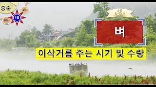 [농사정보(7월 중순)] 벼_이삭거름 주는 시기 및 주는 양