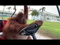 Orangutan Drives A Golf Cart Life Could Be A Dream
