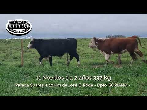 Entrada 36 (Cert - 6295) - 11 Novillos 1 a 2 años 337 Kg