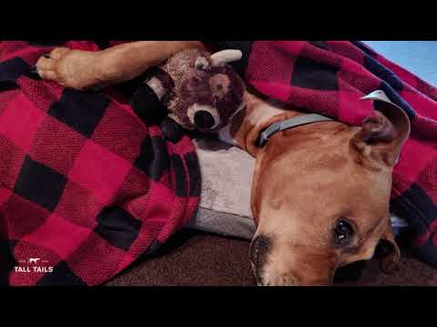 Why Dogs Need Blankets