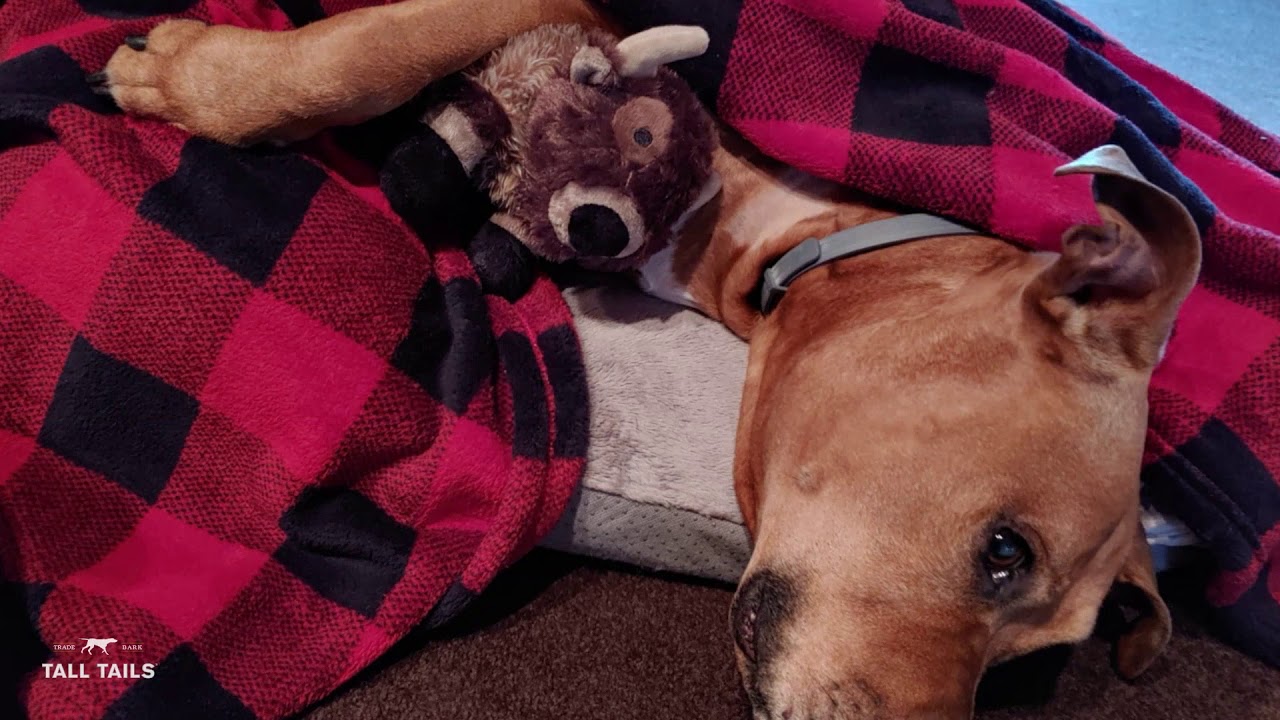 YouTube video preview