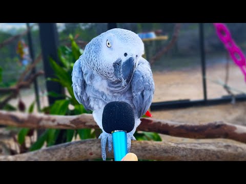 Woman Hilariously Interviewing Animals With A Tiny Mic For Eight Minutes Is The Best ASMR