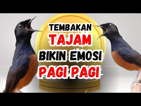 TEMBAKAN MURAI BATU GACOR AMPUH BUAT PANCINGAN murai batu MENJADIKAN murai batu cepat bunyi NYAUT