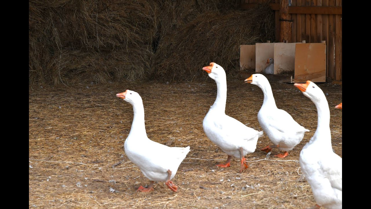 Гусята месячные