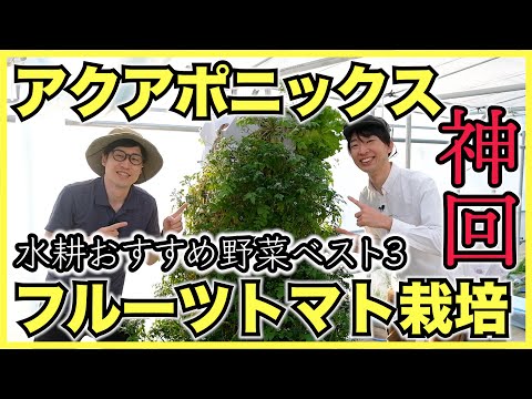 3つのシステムの無土栽培比較