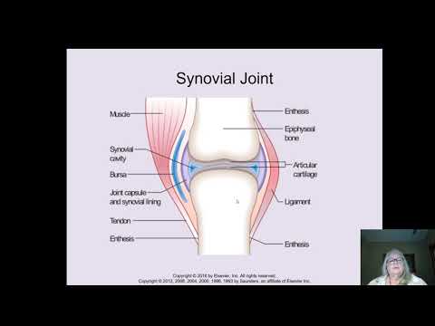 Musculoskeletal Assessment Part 1