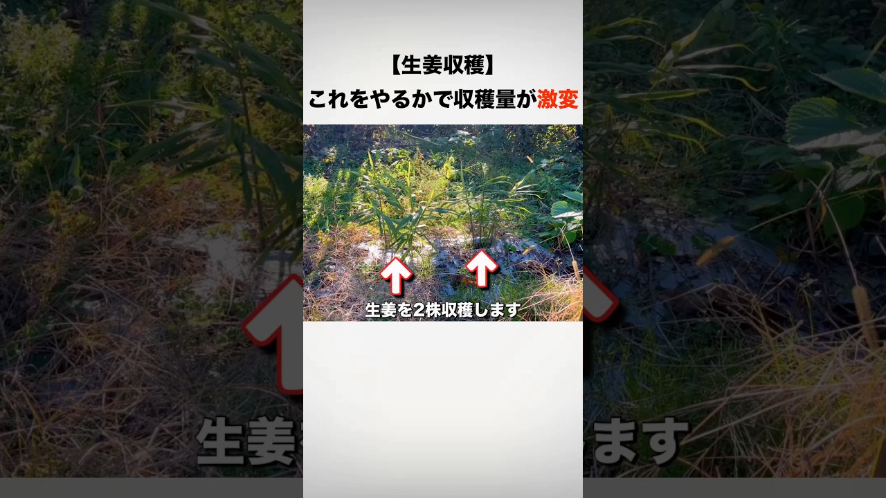 生姜収穫！育てて気づいた大事なポイント#shorts #生姜 #収穫