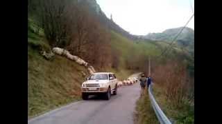 preview picture of video 'Perro ovejero entre Calseca y Bustablado (Arredondo)'