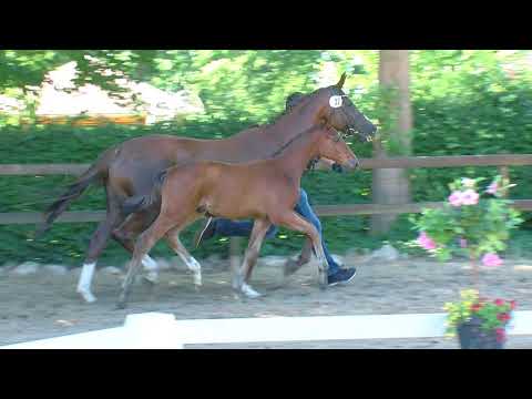 Hf v Secret x Destano x Akzent II 2018