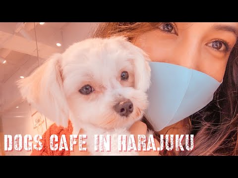 Shopping in Harajuku/ Puppy cafe 🐶
