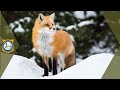 Red Fox Sounds Sounds Foxes Actually Make