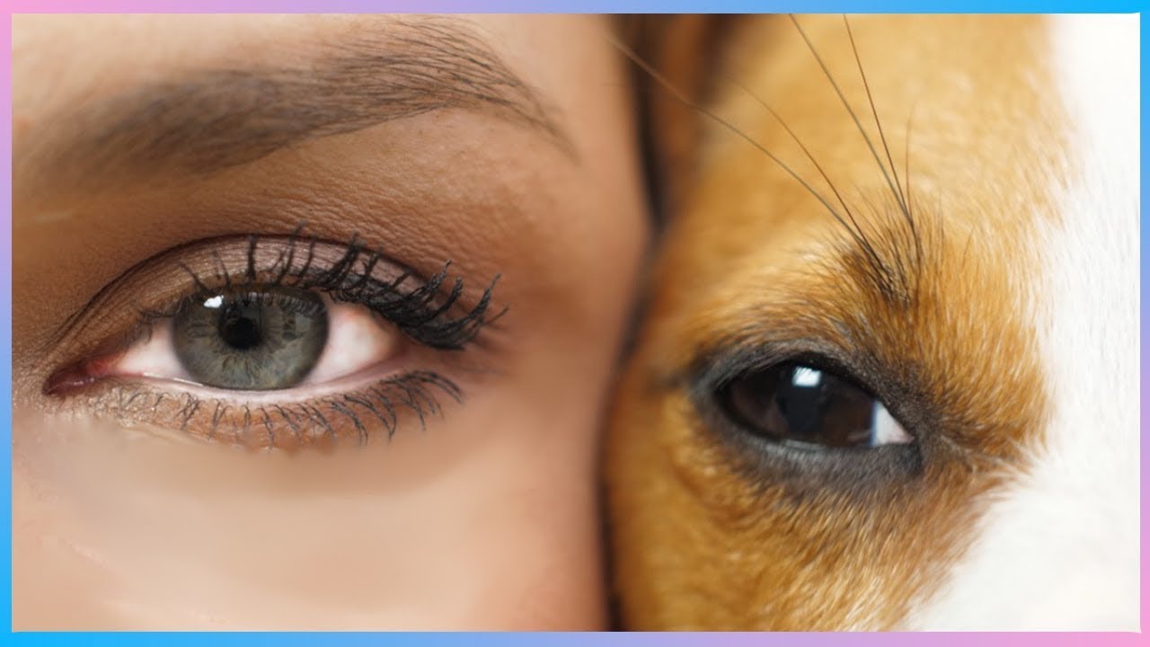 YouTube video preview