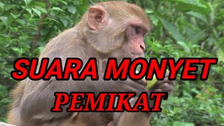 Download lagu SUARA MONYET MEMANGGIL TEMANNYA/SUARA PIKAT MONYET - Zona Hewan mp3 Download lagu SUARA MONYET MEMANGGIL TEMANNYA/SUARA PIKAT MONYET - Zona Hewan mp3