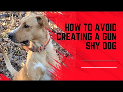 Introducing a dog to gunfire.