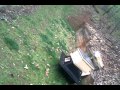 Dog finds the new beehive