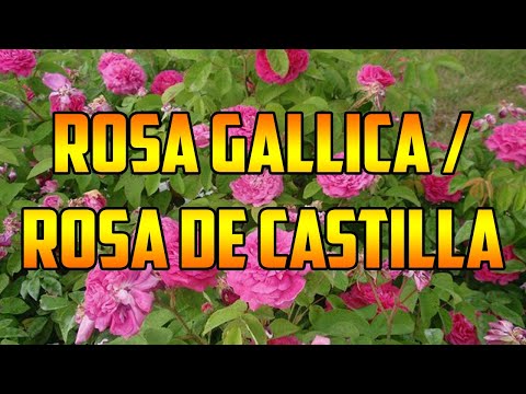 WHAT IS THE CASTILE ROSE USED FOR?🌿BENEFITS🌿Rosa gallica 🌿🌿PROPERTIES AND MEDICINAL USES🌿 REMEDIES