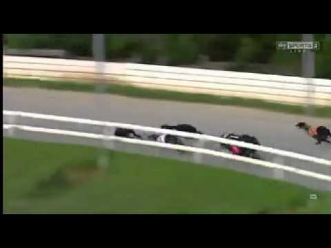 Droopys Buick WILLIAM HILL PUPPY PLATE FINAL