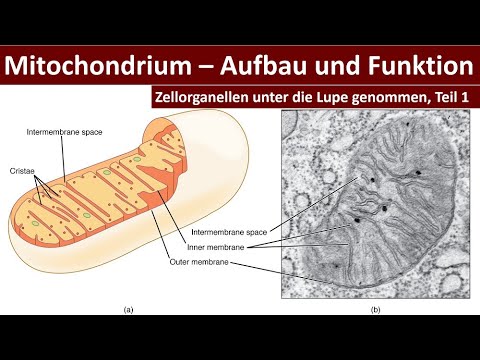 Mitochondrion/ Mitochondria - Structure and Function [Cell Organelles, Part 1] - [Biology, Upper ...