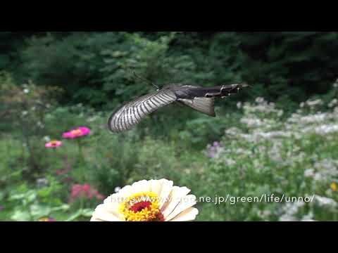庭のクロアゲハの飛翔