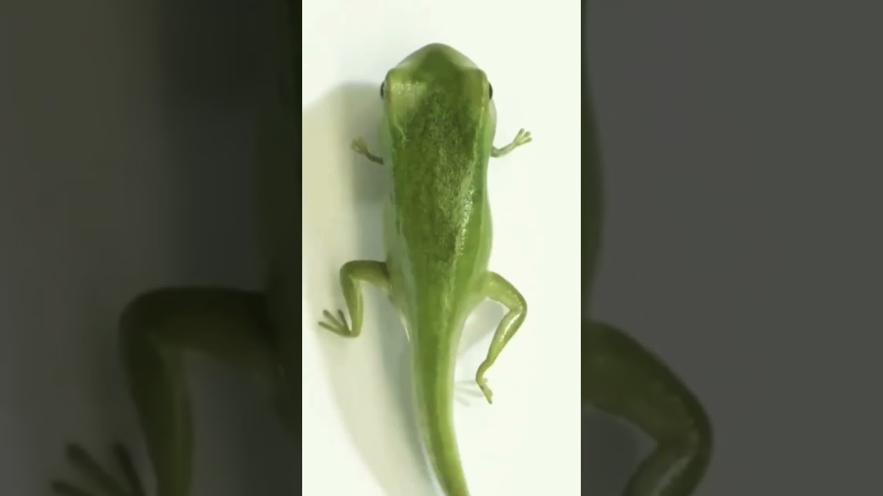 FROG |CLASS 11 BIOLOGY #mdsirbiology #neet #education #devlopment #frog #science #sciencefacts