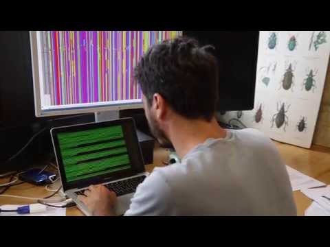 Ökologie: Wie der Klimawandel die Evolution antreibt