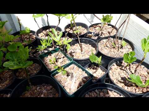 Feigen in Töpfen. Spaziergang auf der Terrasse. Digital Travel, Virtueller Rundgang