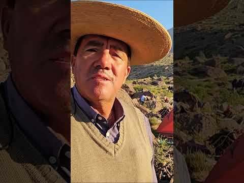 Arrieros de Putaendo día del alojo en el Rodeo de ganado cordillera de hidalgo Valparaíso Chile
