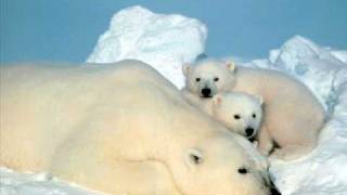 Raekwon ft. Ghostface Killah &amp; Suga Bang Bang- Cold Outside (Polar bears tribute)