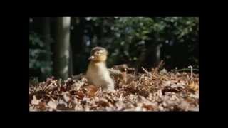 Max Richter- November