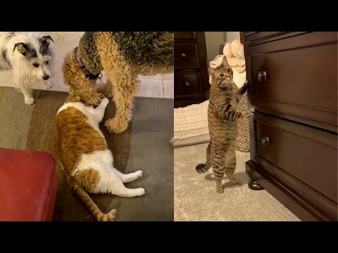 Baby Animals 🔴 2 Minutes of Funny and Dogs Videos 2022 Perros y Gatos Recopilación #50