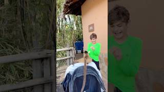 Macaco Banana