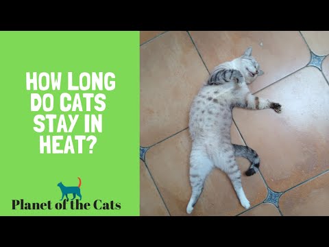 How Long Do Cats Stay In Heat?