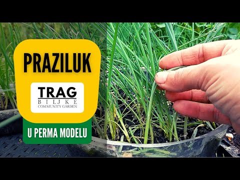 PRAZILUK U PERMA MODELU (2022) [TRAG BILJKE]