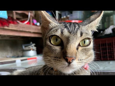 JAMAL NAMA PANGGILAN.. JAMALIAH NAMA LENGKAP NYA