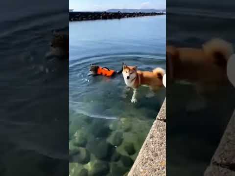 ﾈｯｺ「膿は入りたくないﾝｺﾞねぇ…」ｲｯﾇ「ほな一緒に行くでーｗｗｗ」　#shorts