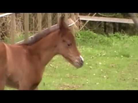 SAFAR ARABER präsentiert: Safar Calua (Jyar Meia Lua x Hi Catharina)