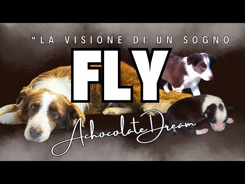 FLY "The Vision of a Dream"