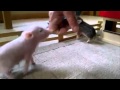 Peppa Pig Existe