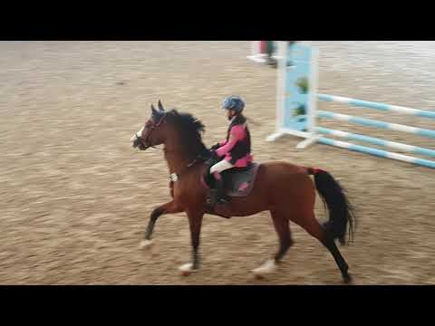 Malu (9) und Monte - Stil A* in Montabaur-Horressen am 06.10.2018