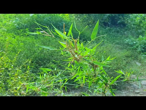 Forest Dreams: A 4K UHD Cinematic Journey into Nature