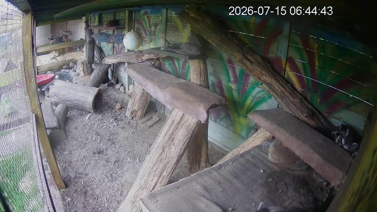 Live webcam view of Klekusiowo Raccoon Enclosure Cam