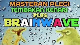Download lagu Audio BRAINWAVE Teraphy Kecerdasan Otak Pleci || Supaya Pleci Lebih Cepat Menangkap Masteran mp3