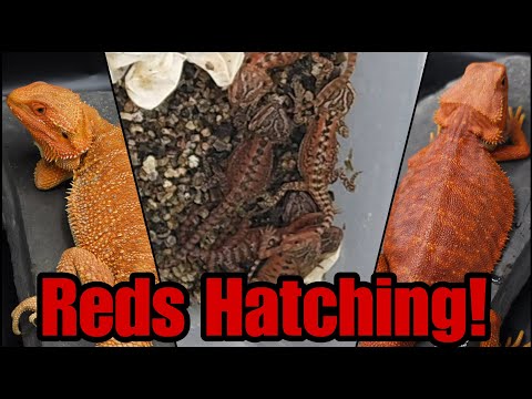 Red Bearded Dragons Hatched!