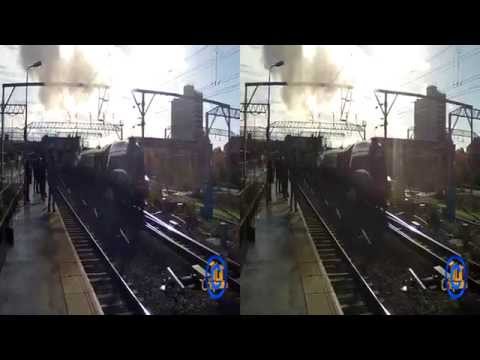 Bittern - 22/11/2014 - 3D