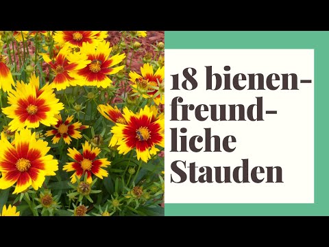 , title : '18 bienenfreundliche Stauden für Garten, Terrasse und Balkon'