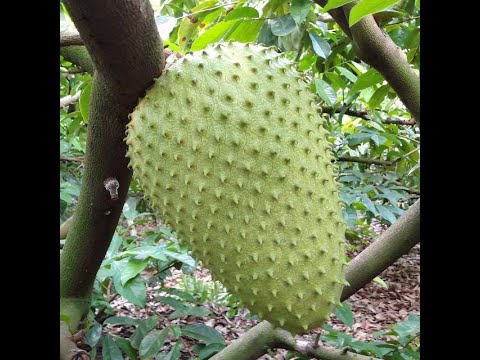 How to Pollinate Soursop Correctly?
