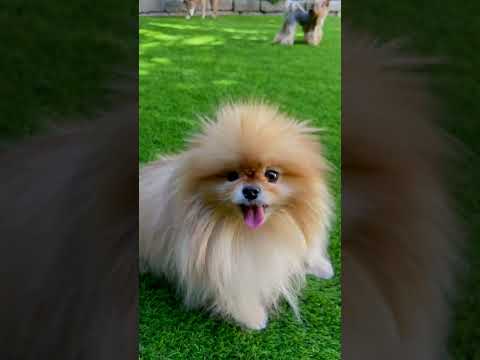 Gyerek, kutyák, nyüzsgés – Tornóczky Anita ezért választotta a műfüvet.