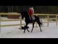 Neznayka - stallion Russian Riding breed of horses ...