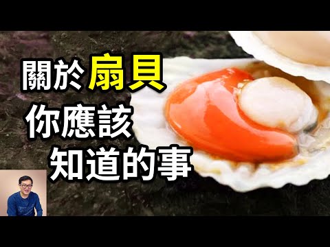 扇貝簡直太瘋狂了！竟然長了200隻眼，還能自由的游泳，到底是要幹嘛？作為美食該怎麼吃，原來還有爭議……【老肉雜談】#動物 #海鮮 #扇貝 #美食 #海洋